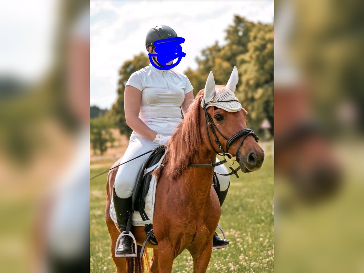 Sonstige Rassen Stute 17 Jahre 140 cm Fuchs in Willerstedt