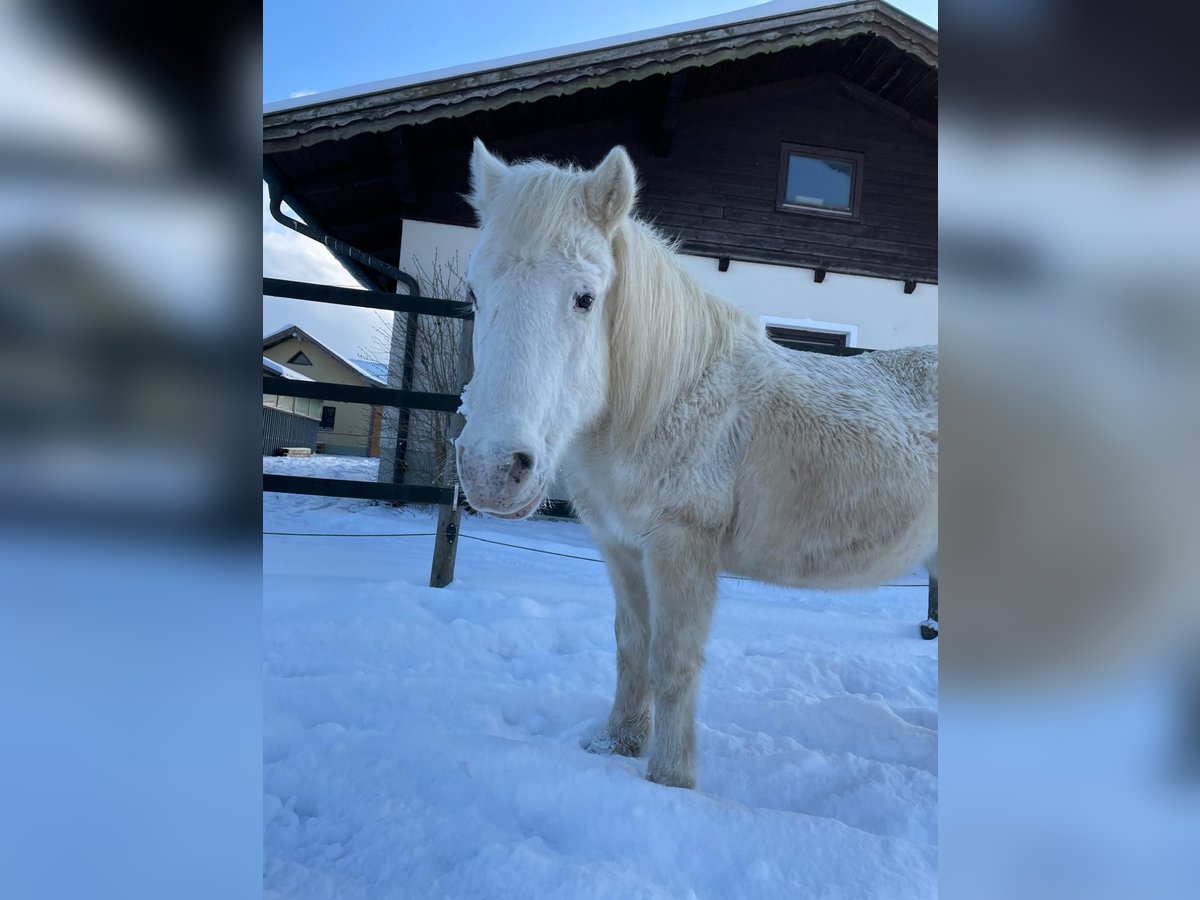 Sonstige Rassen Mix Stute 19 Jahre 120 cm Schimmel in Stra&#xDF;walchen