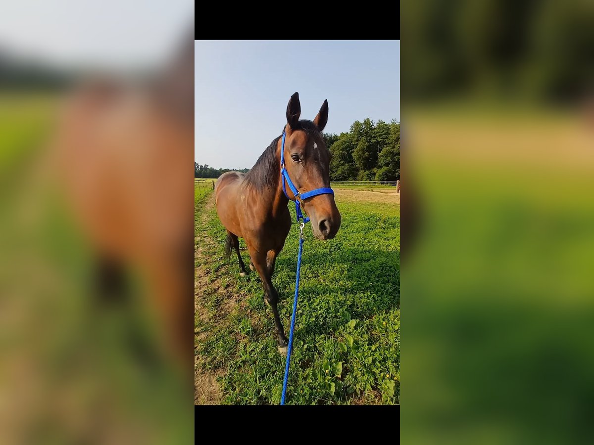 Sonstige Rassen Stute 19 Jahre 147 cm Brauner in Wels