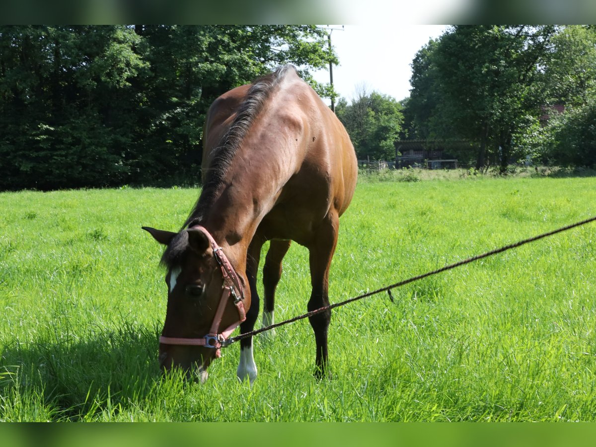 Sonstige Rassen Stute 19 Jahre 155 cm Brauner in Lienen
