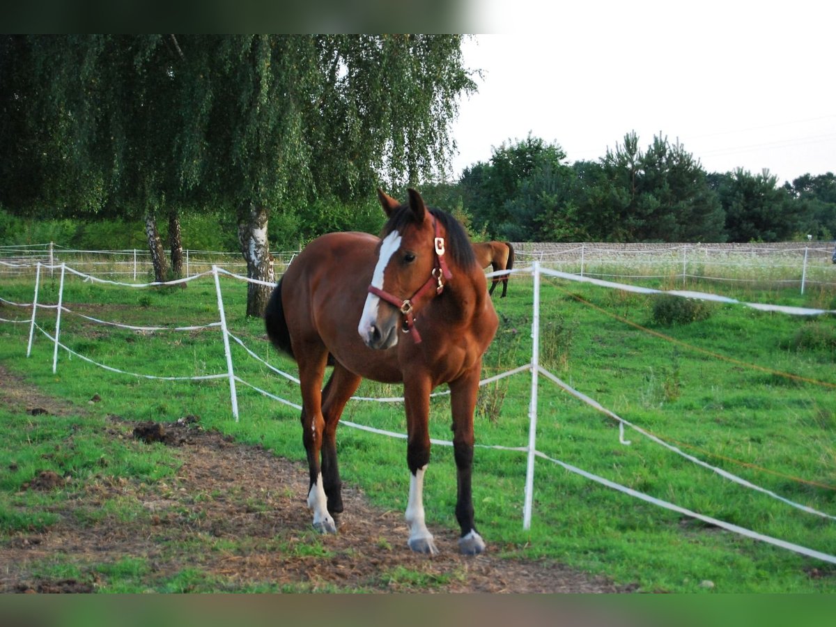 Sonstige Rassen Mix Stute 1 Jahr 160 cm Brauner in Torzym