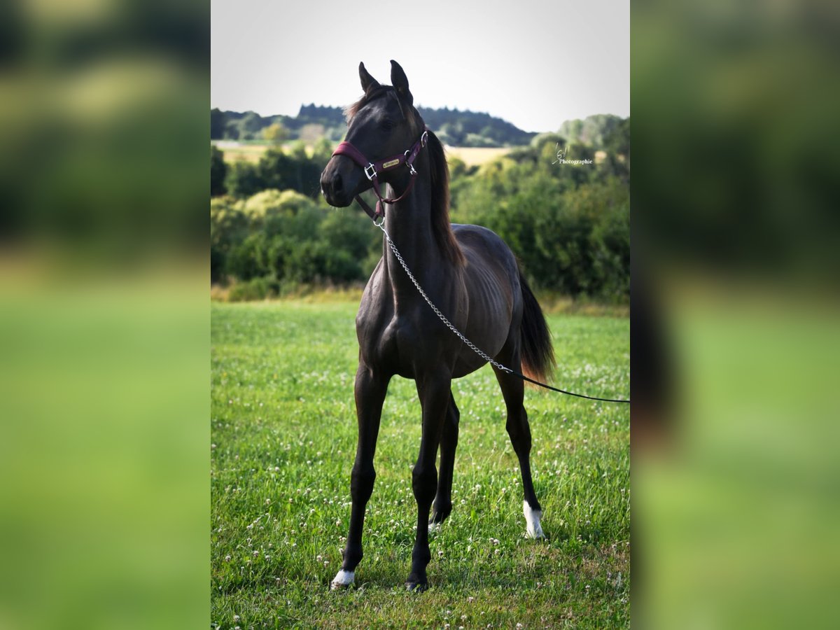 Sonstige Rassen Stute 1 Jahr Schwarzbrauner in RULLES