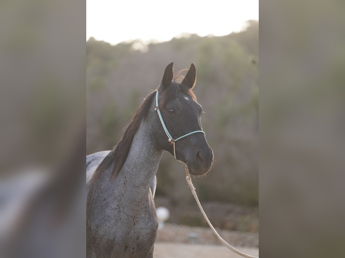 Sonstige Rassen Stute 3 Jahre 138 cm Roan-Blue in Porto Cristo