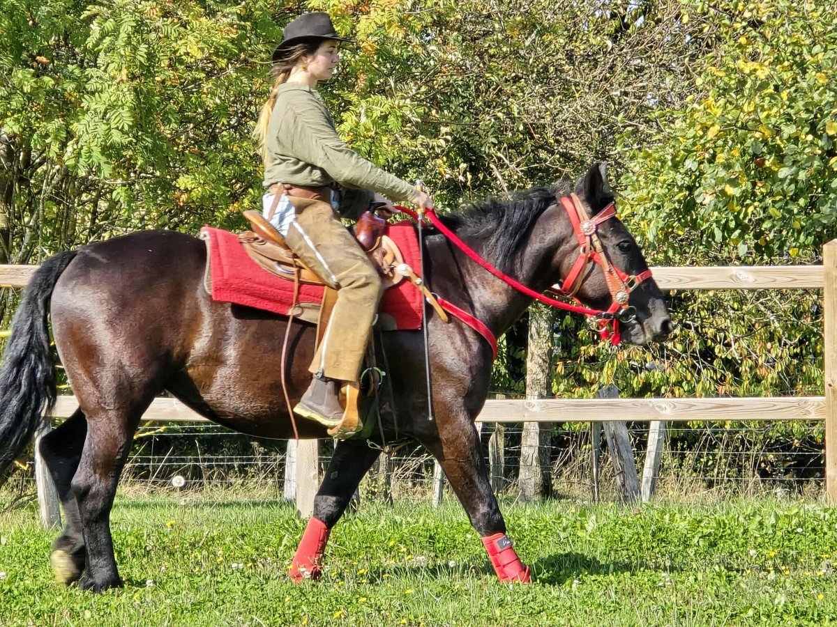 Sonstige Rassen Stute 3 Jahre 153 cm Rappe in Linkenbach