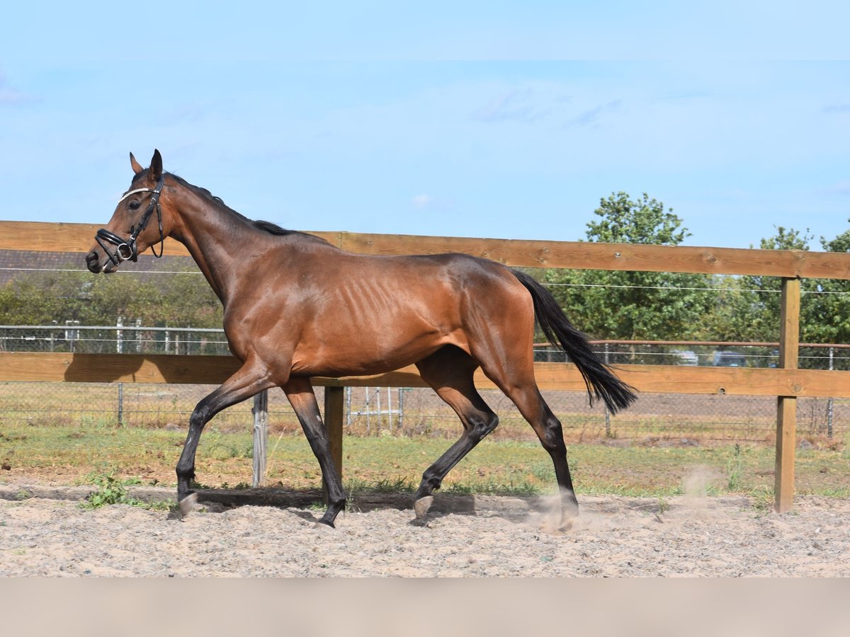 Sonstige Rassen Stute 3 Jahre 155 cm Brauner in Achtmaal