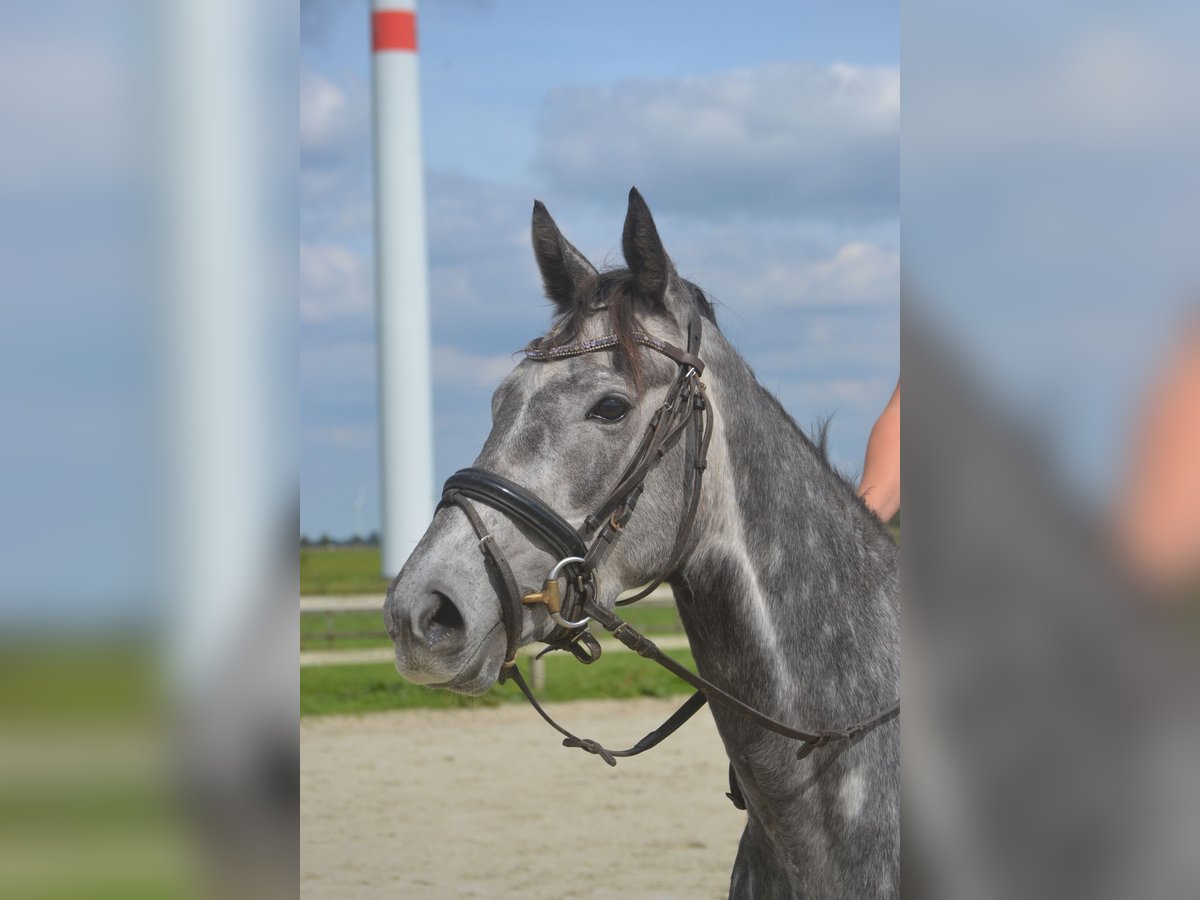 Sonstige Rassen Stute 3 Jahre 157 cm Schimmel in Breda