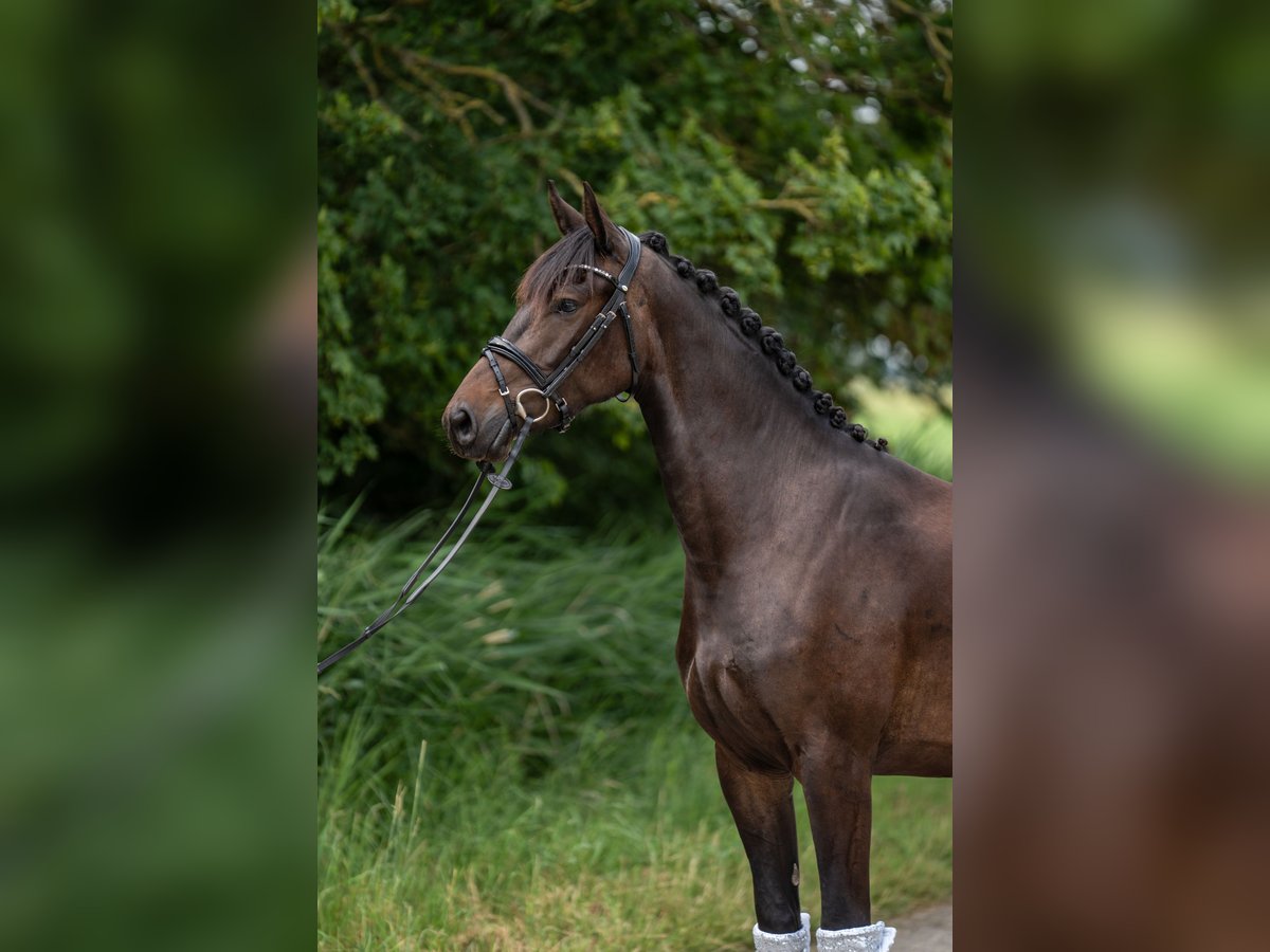 Sonstige Rassen Stute 3 Jahre 158 cm Dunkelbrauner in Emden