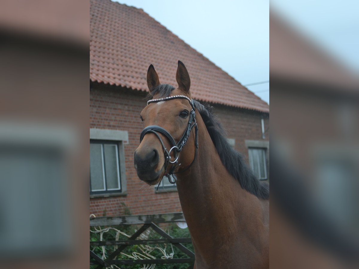 Sonstige Rassen Stute 3 Jahre 160 cm Brauner in Breda