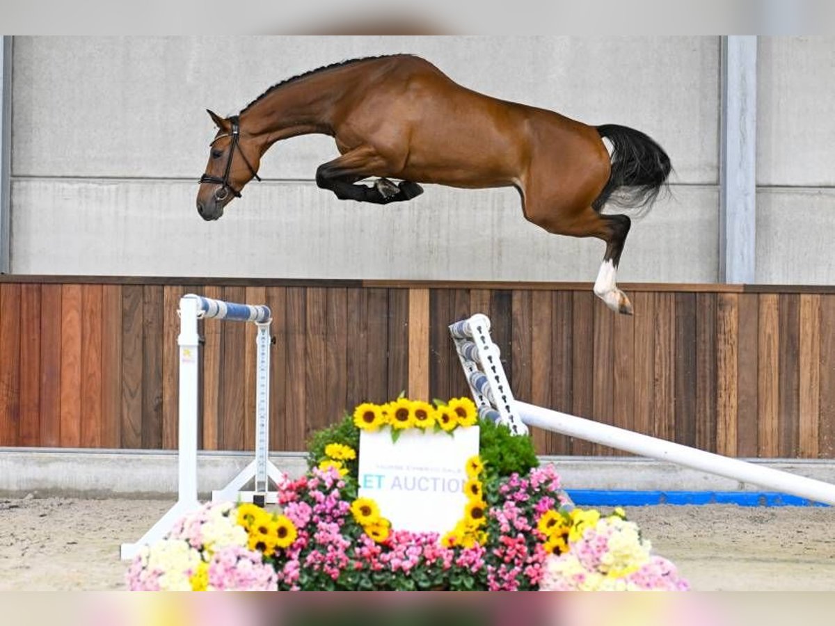 Sonstige Rassen Stute 3 Jahre 163 cm in Zele