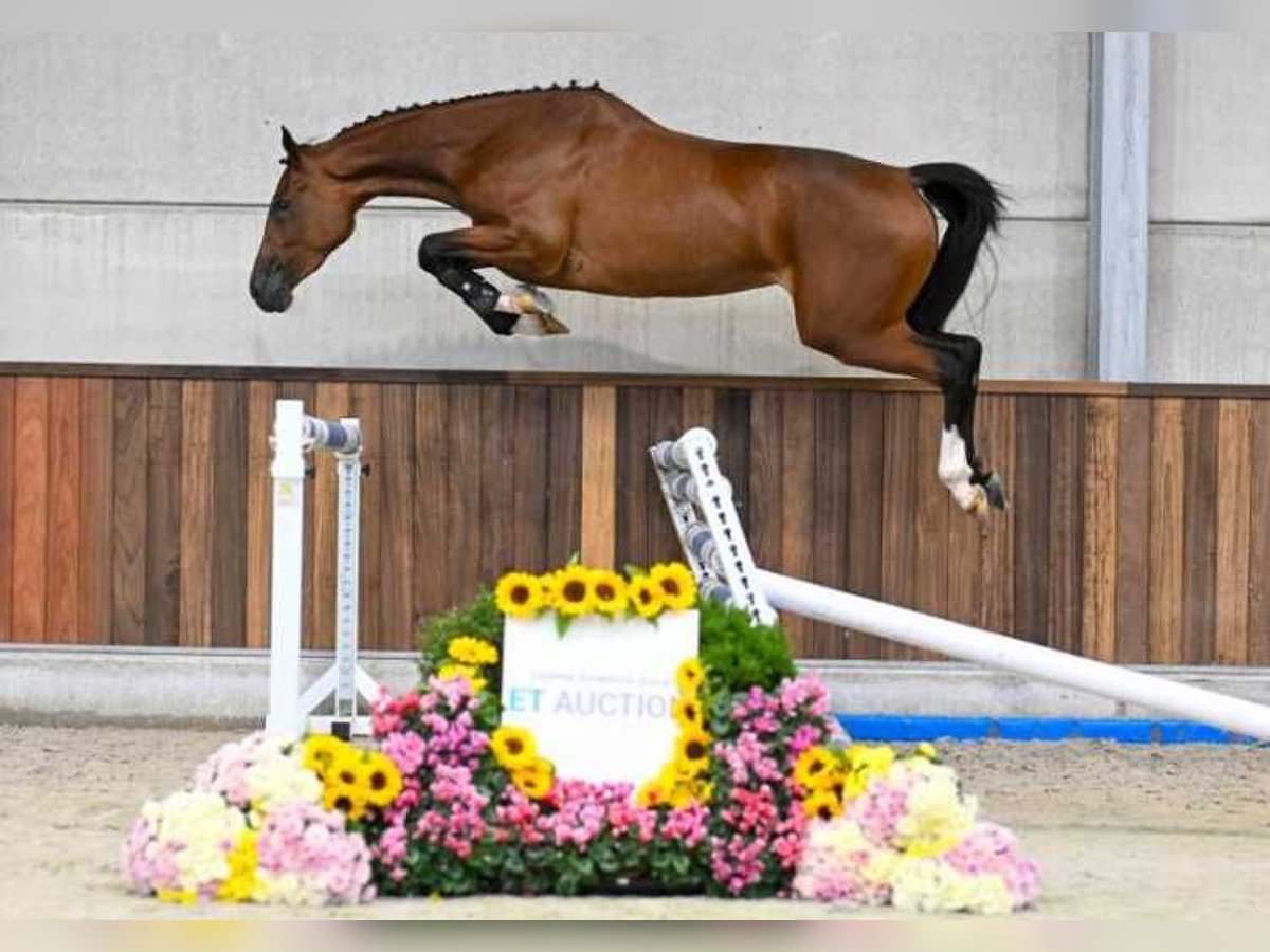 Sonstige Rassen Stute 3 Jahre 167 cm in Zele