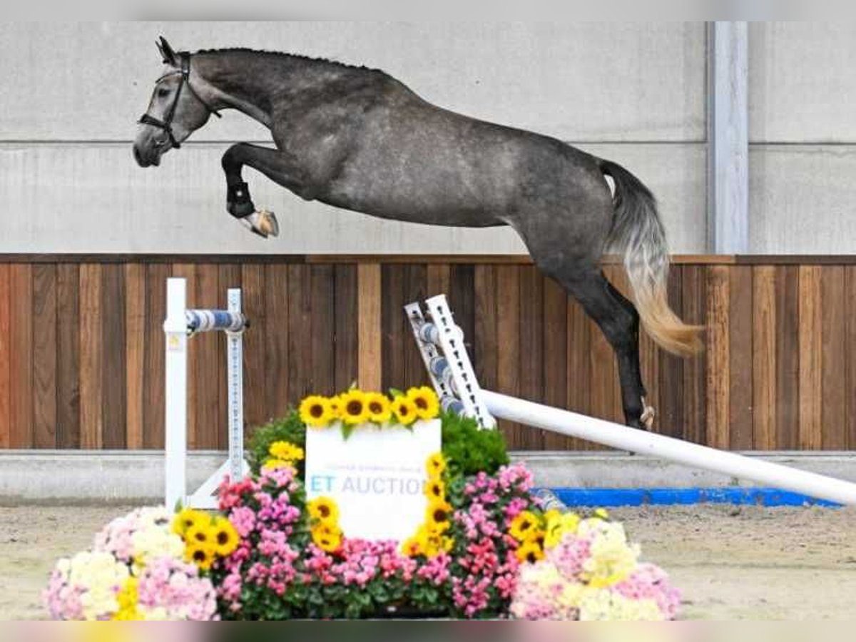 Sonstige Rassen Stute 3 Jahre 168 cm in Zele