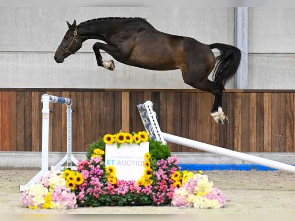 Sonstige Rassen Stute 3 Jahre 169 cm in Zele