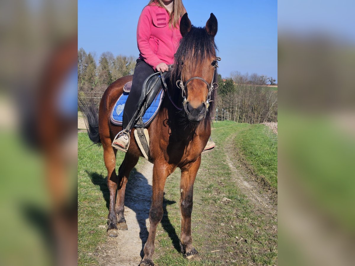 Sonstige Rassen Stute 4 Jahre 145 cm Brauner in Steinhaus