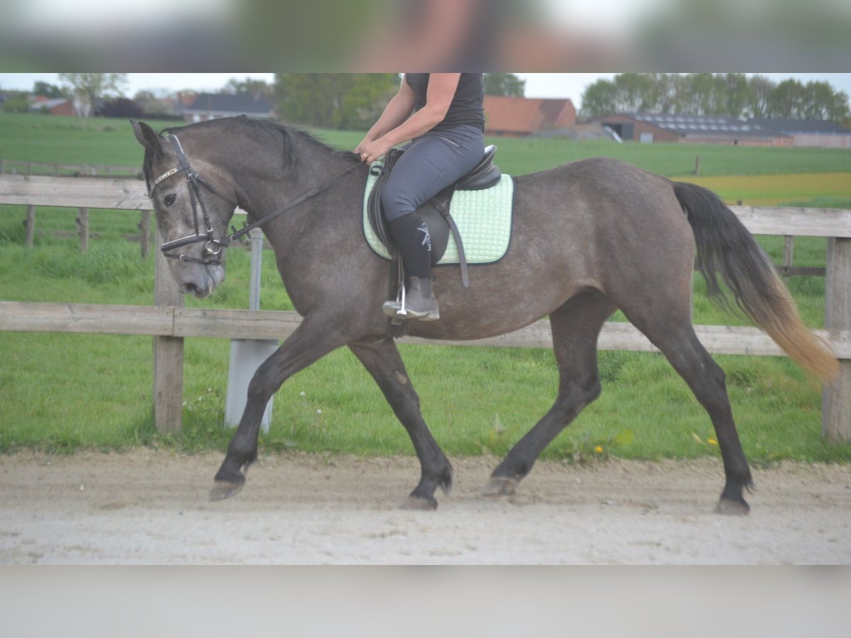 Sonstige Rassen Stute 4 Jahre 147 cm Schimmel in Wuustwezel