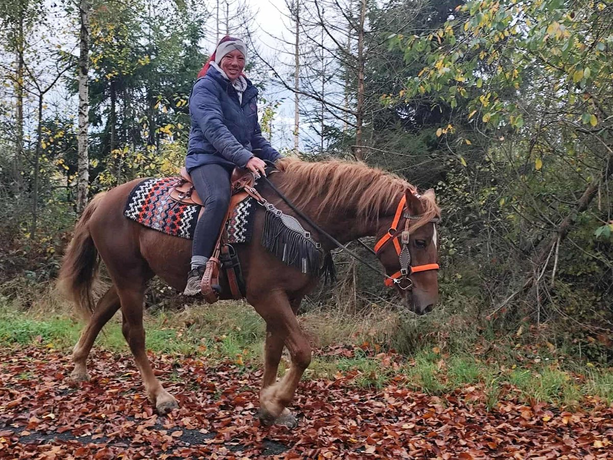 Sonstige Rassen Stute 4 Jahre 153 cm Fuchs in Linkenbach