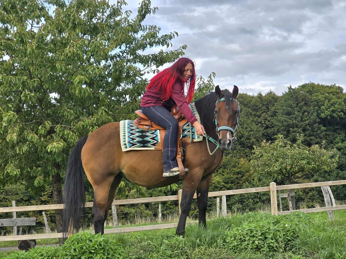 Sonstige Rassen Mix Stute 4 Jahre 155 cm Brauner in Linkenbach