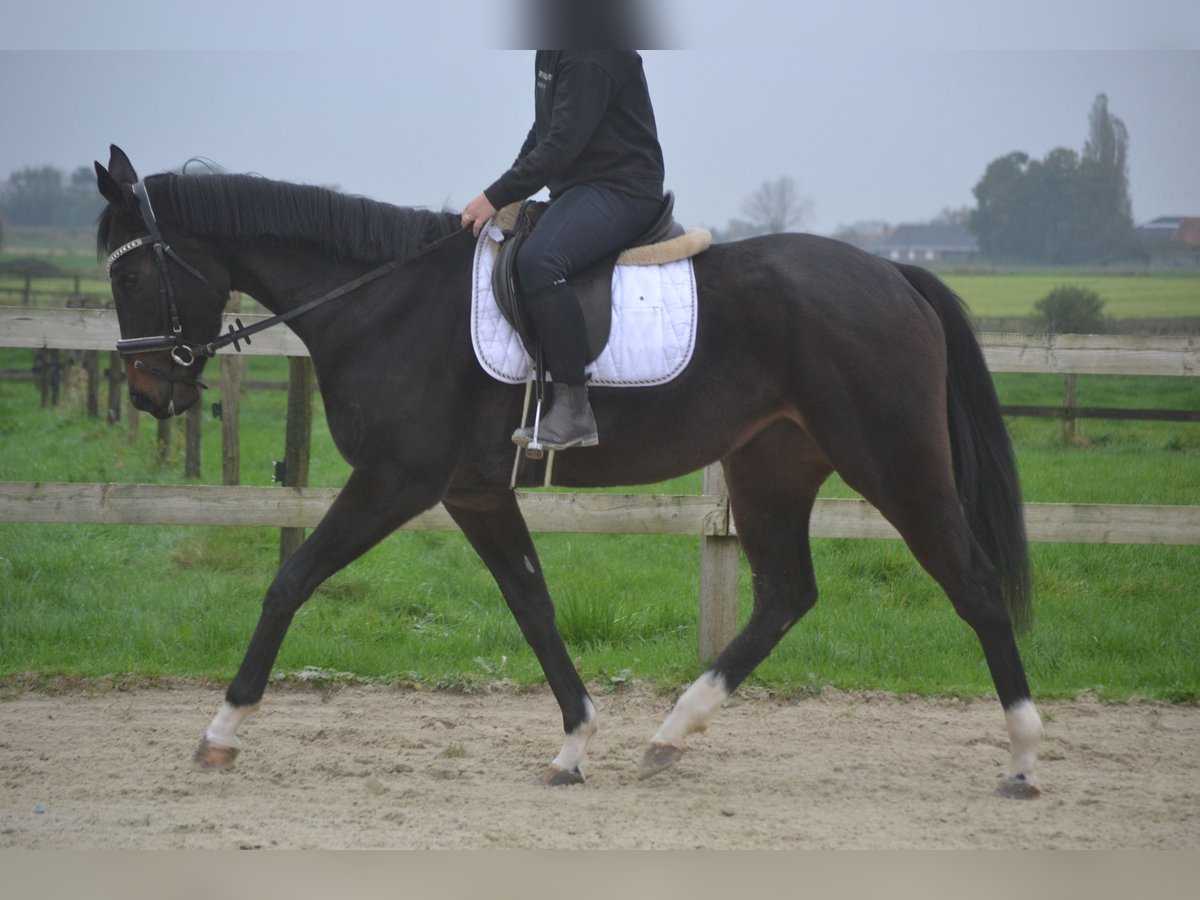 Sonstige Rassen Stute 4 Jahre 163 cm Rappe in Breda