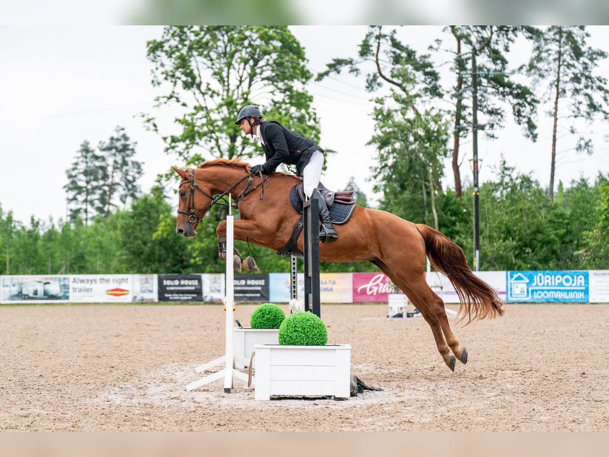 Sonstige Rassen Stute 4 Jahre Dunkelfuchs in Lasnam&#xE4;e