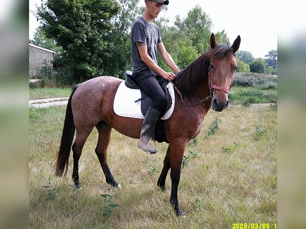 Sonstige Rassen Stute 5 Jahre 149 cm Braunfalbschimmel in Buttst&#xE4;dt