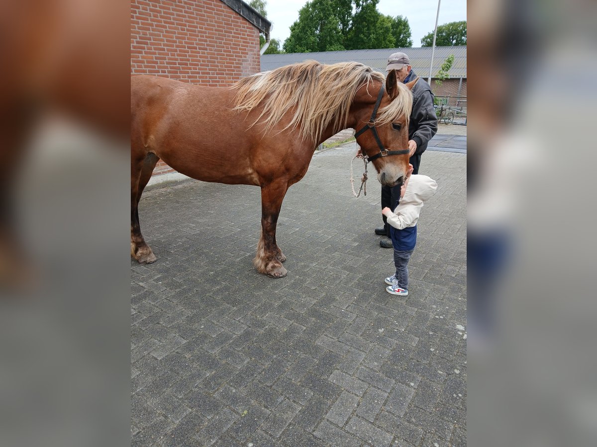 Sonstige Rassen Mix Stute 5 Jahre 153 cm Fuchs in Meterik