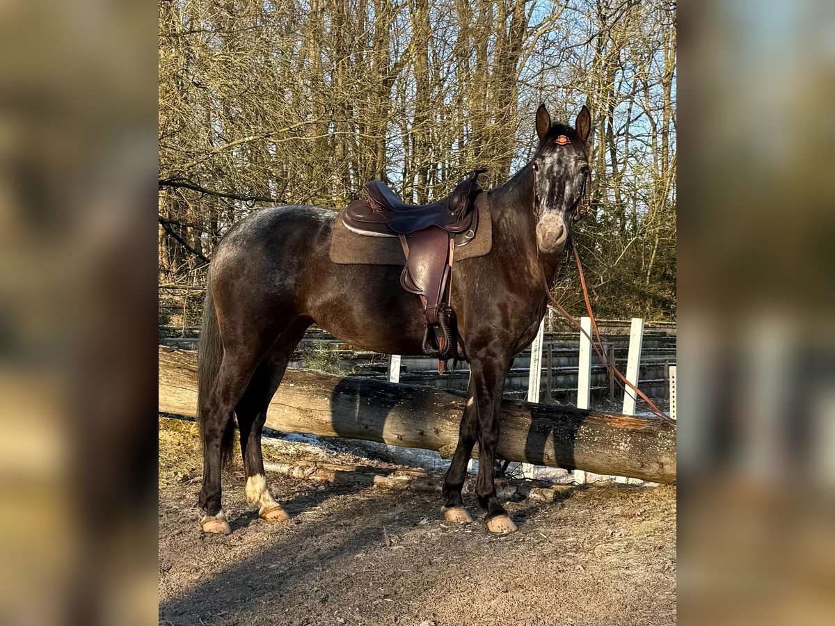 Sonstige Rassen Stute 5 Jahre 156 cm in Windhagen