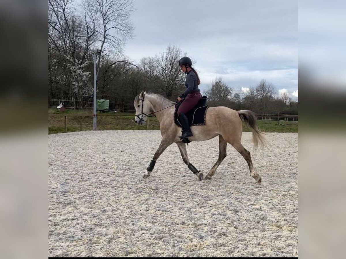 Sonstige Rassen Stute 5 Jahre 156 cm Schimmel in Perissac