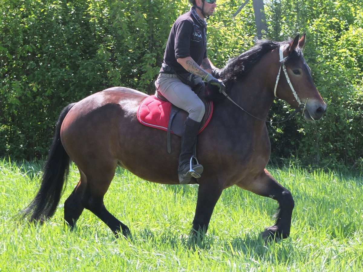 Sonstige Rassen Stute 5 Jahre 158 cm Brauner in Buttstädt