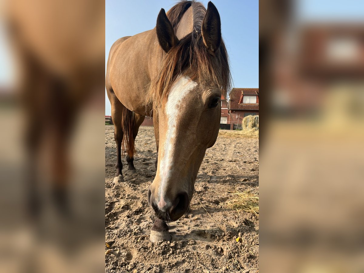 Sonstige Rassen Stute 5 Jahre 160 cm Buckskin in Ovelgönne