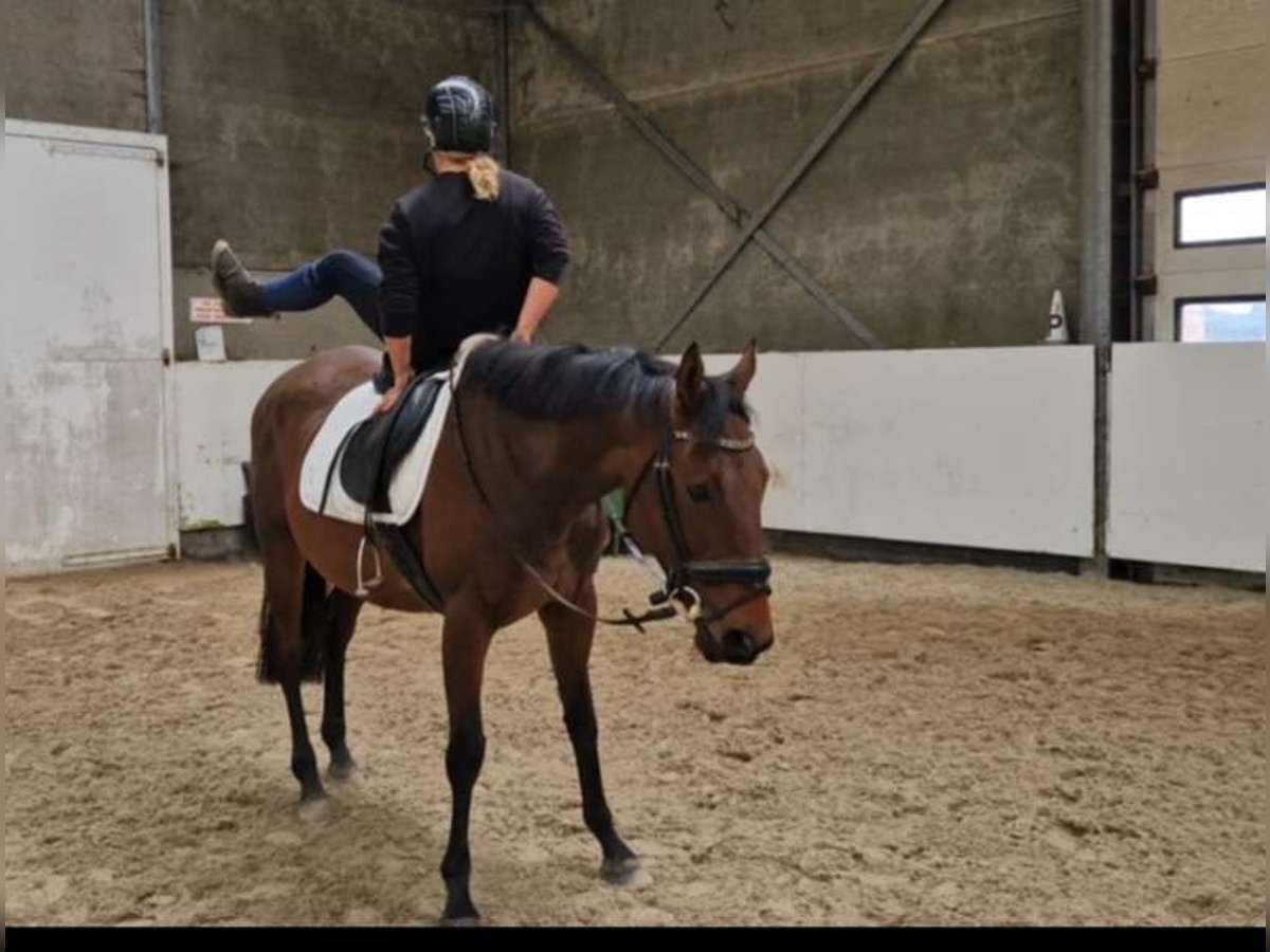 Sonstige Rassen Stute 5 Jahre 162 cm Brauner in Breda