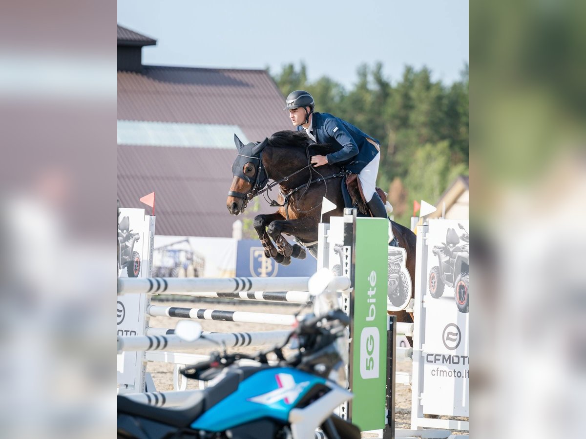 Sonstige Rassen Stute 5 Jahre 165 cm Rotbrauner in PAUPIS