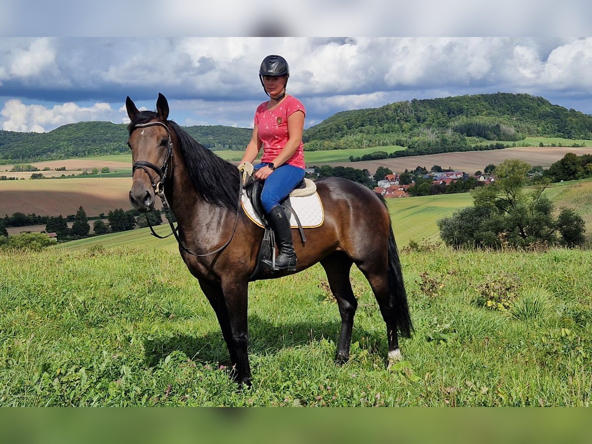 Sonstige Rassen Mix Stute 5 Jahre 168 cm Dunkelbrauner in Schimberg