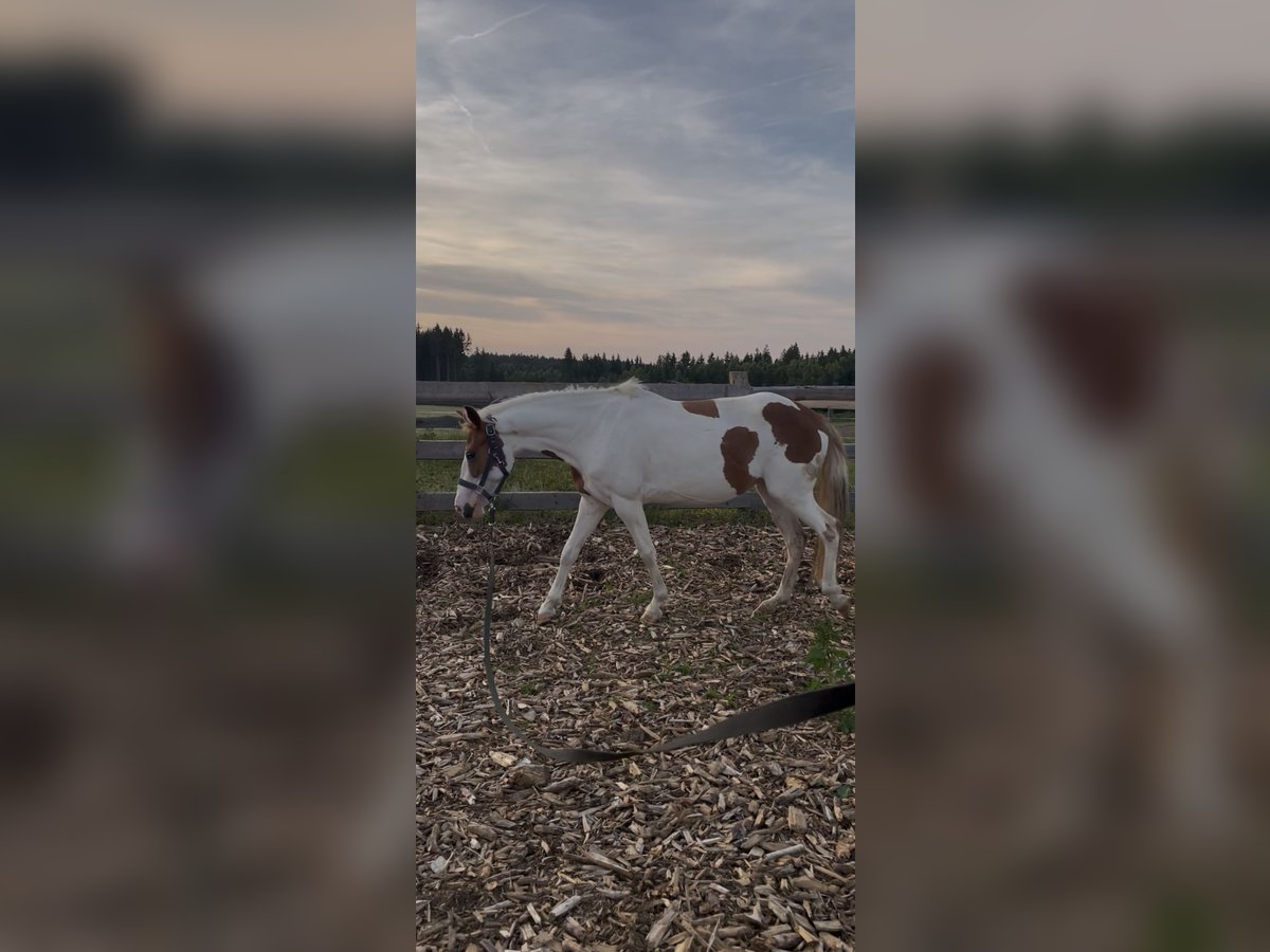 Sonstige Rassen Stute 6 Jahre 135 cm Schecke in Selbitz