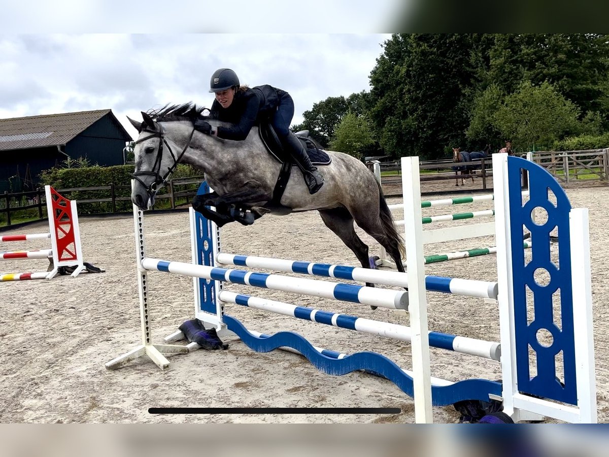 Sonstige Rassen Stute 6 Jahre 147 cm Apfelschimmel in Wiefelstede