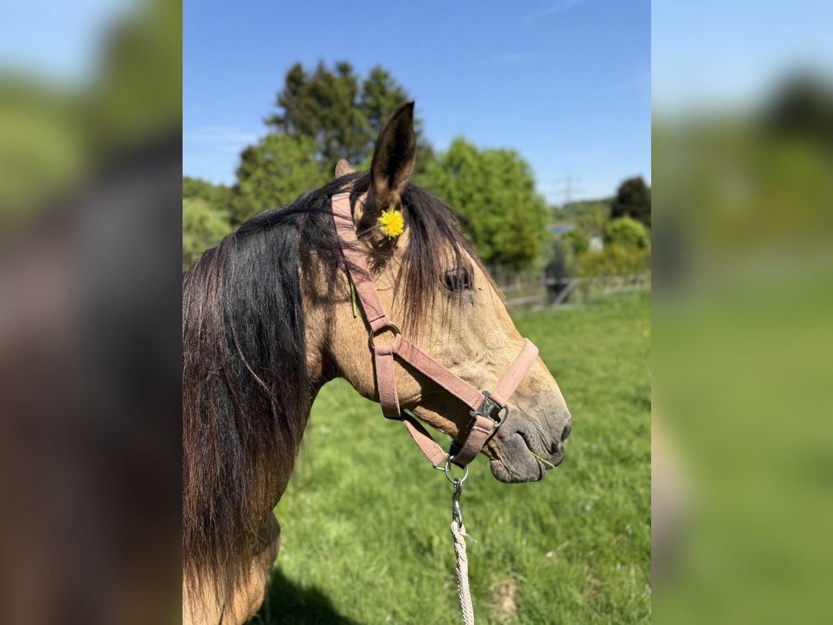 Sonstige Rassen Stute 6 Jahre 150 cm Falbe in Remscheid