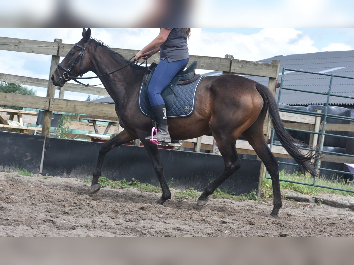 Sonstige Rassen Stute 6 Jahre 155 cm Dunkelbrauner in Achtmaal