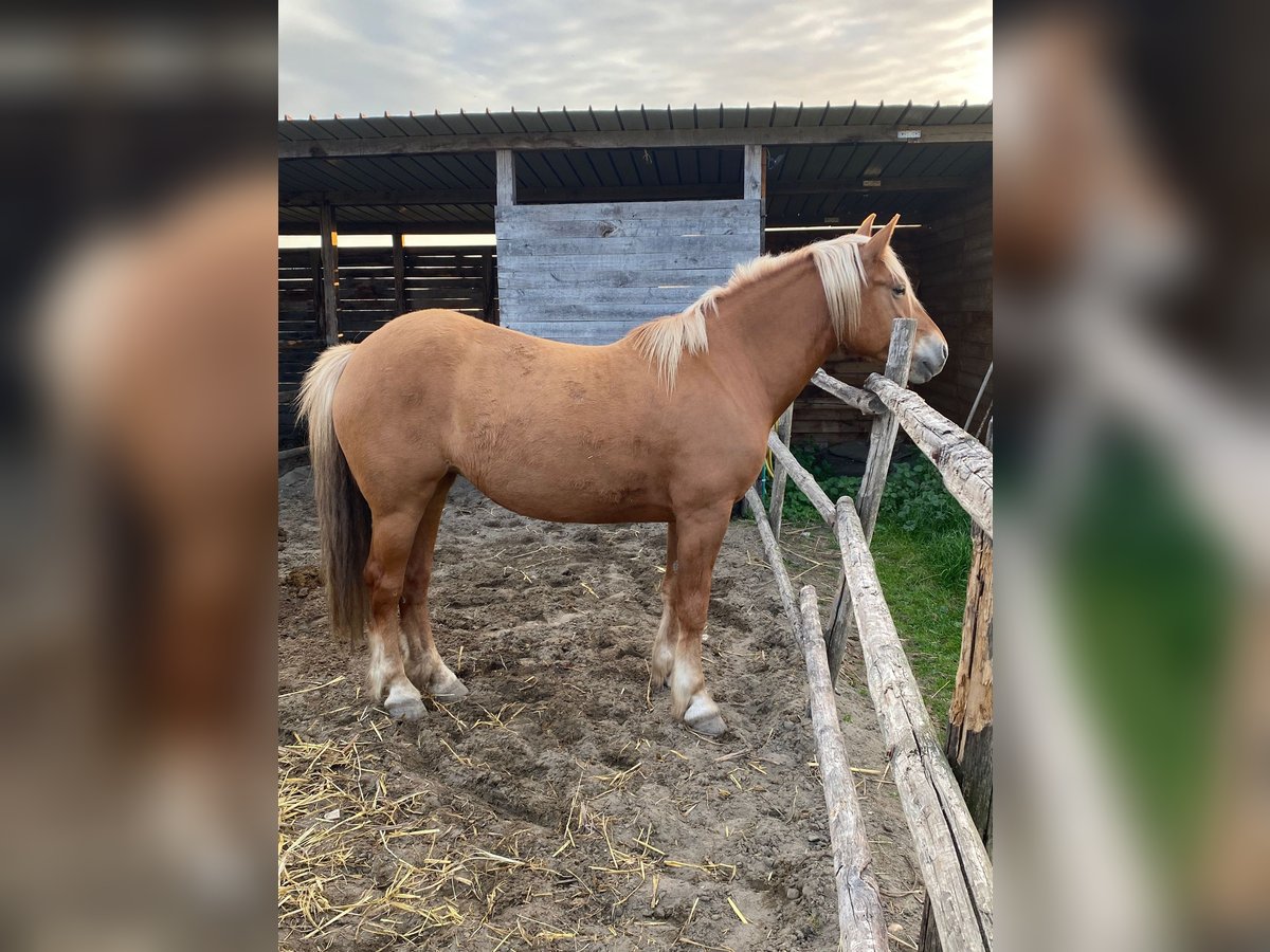 Sonstige Rassen Stute 6 Jahre 155 cm Palomino in Sacrofano