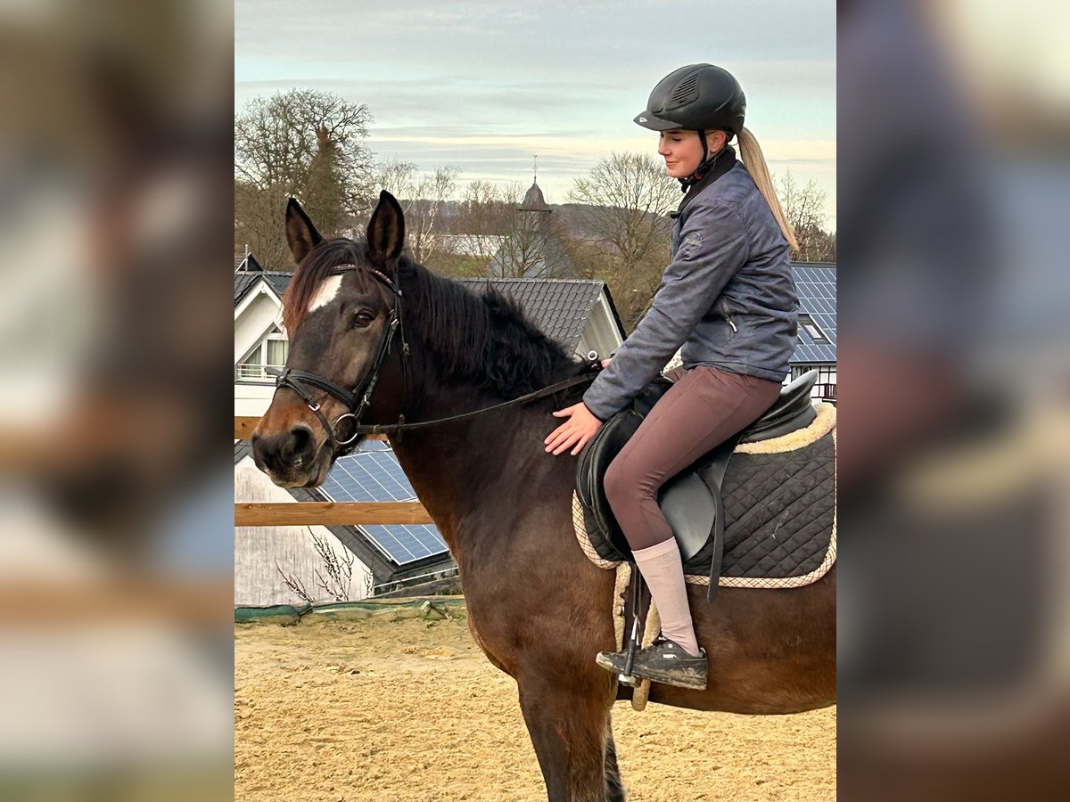 Sonstige Rassen Stute 6 Jahre 157 cm Dunkelbrauner in Meschede