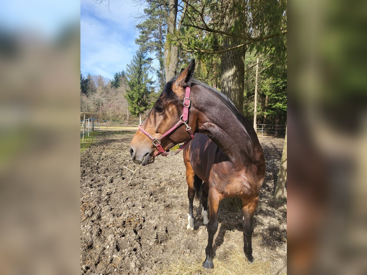 Sonstige Rassen Stute 6 Jahre 167 cm Brauner in Celje