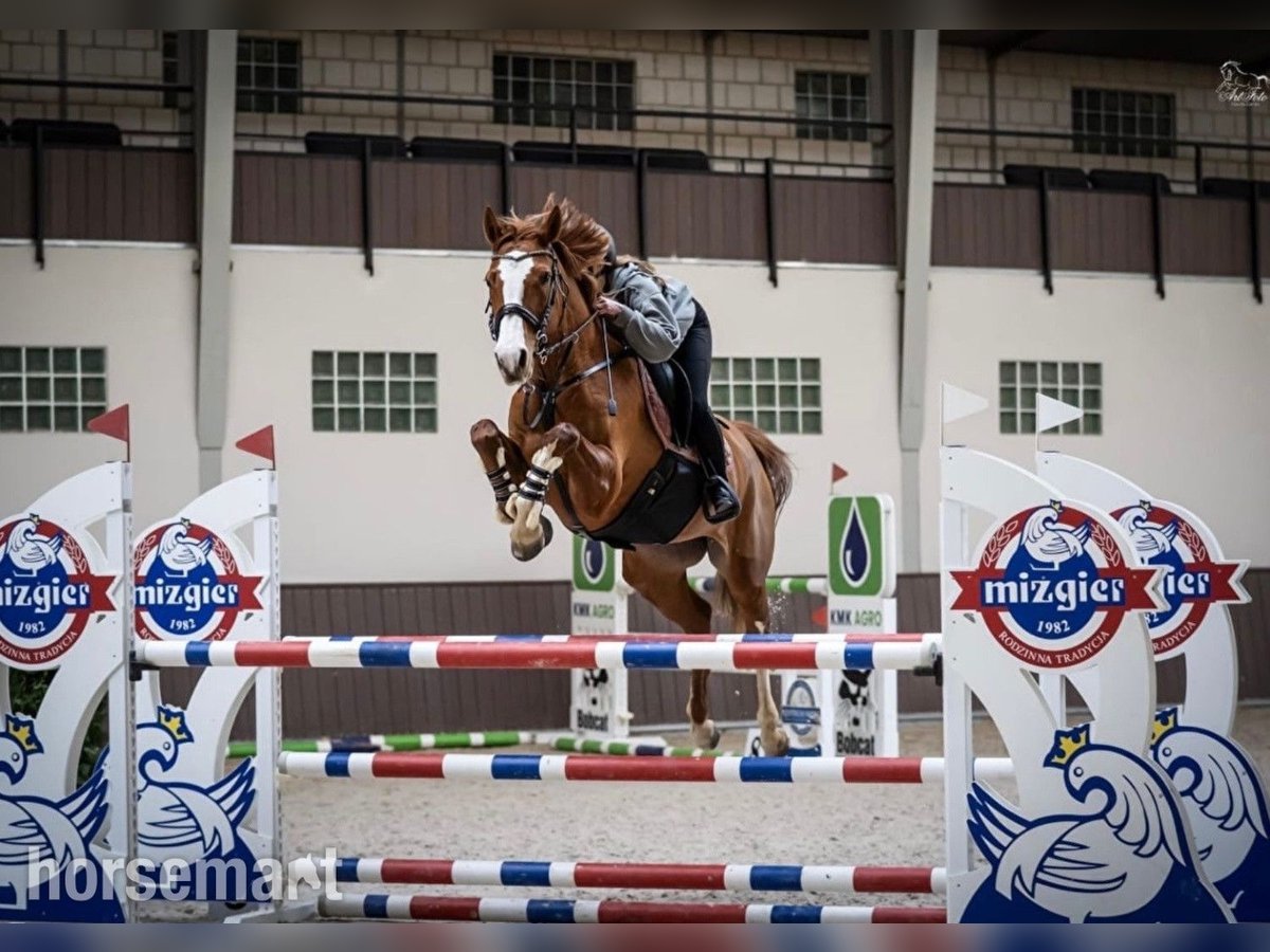 Sonstige Rassen Stute 6 Jahre 168 cm Dunkelfuchs in Warshaw