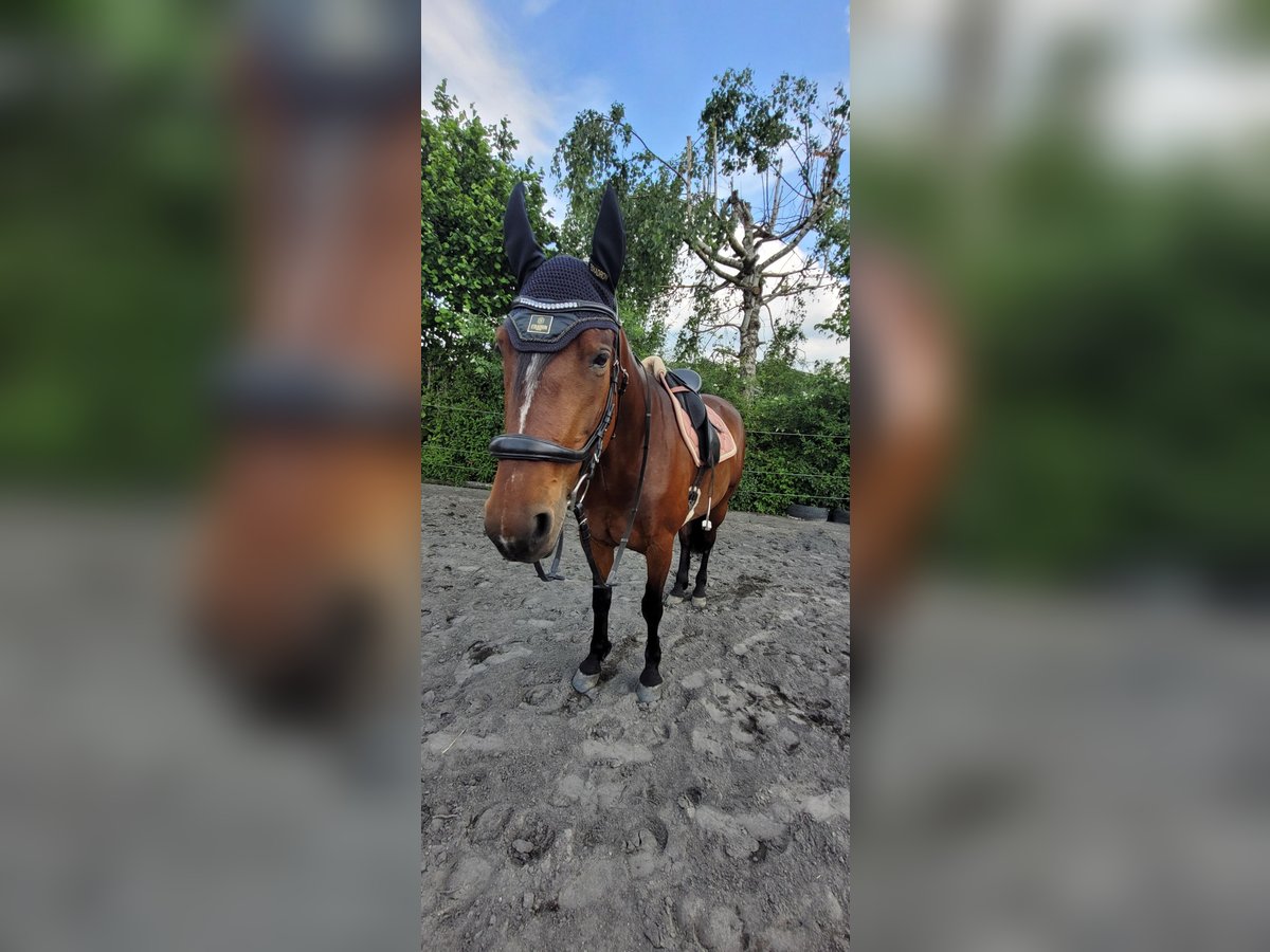 Sonstige Rassen Stute 6 Jahre Brauner in Schwaigern