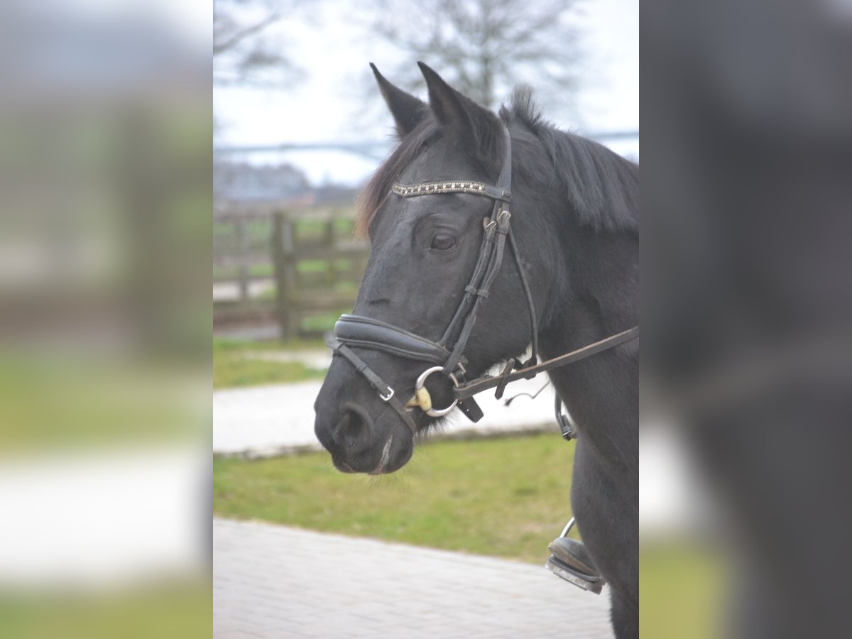 Sonstige Rassen Stute 7 Jahre 145 cm Rappe in Breda