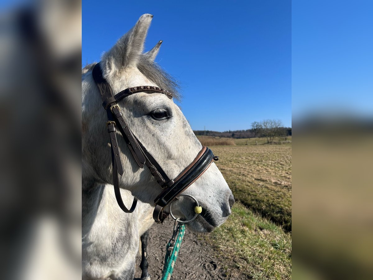 Sonstige Rassen Stute 7 Jahre 145 cm Schimmel in Dielheim