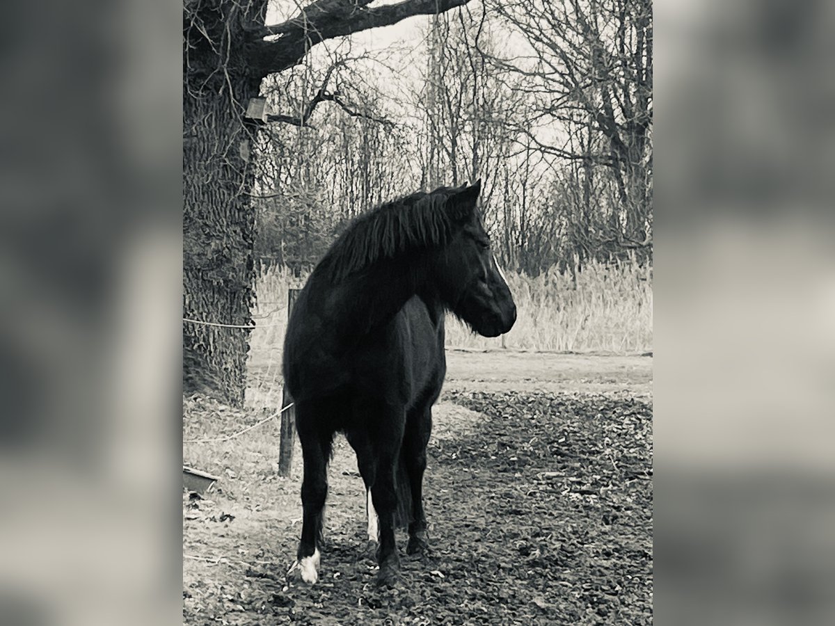 Sonstige Rassen Mix Stute 7 Jahre 150 cm Rappe in Gescher