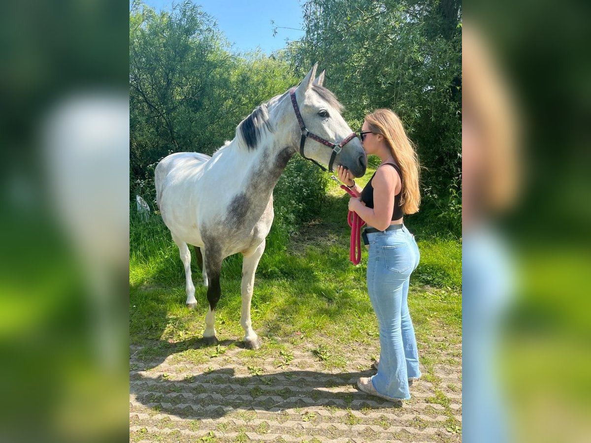 Sonstige Rassen Stute 7 Jahre 160 cm Blauschimmel in Delft