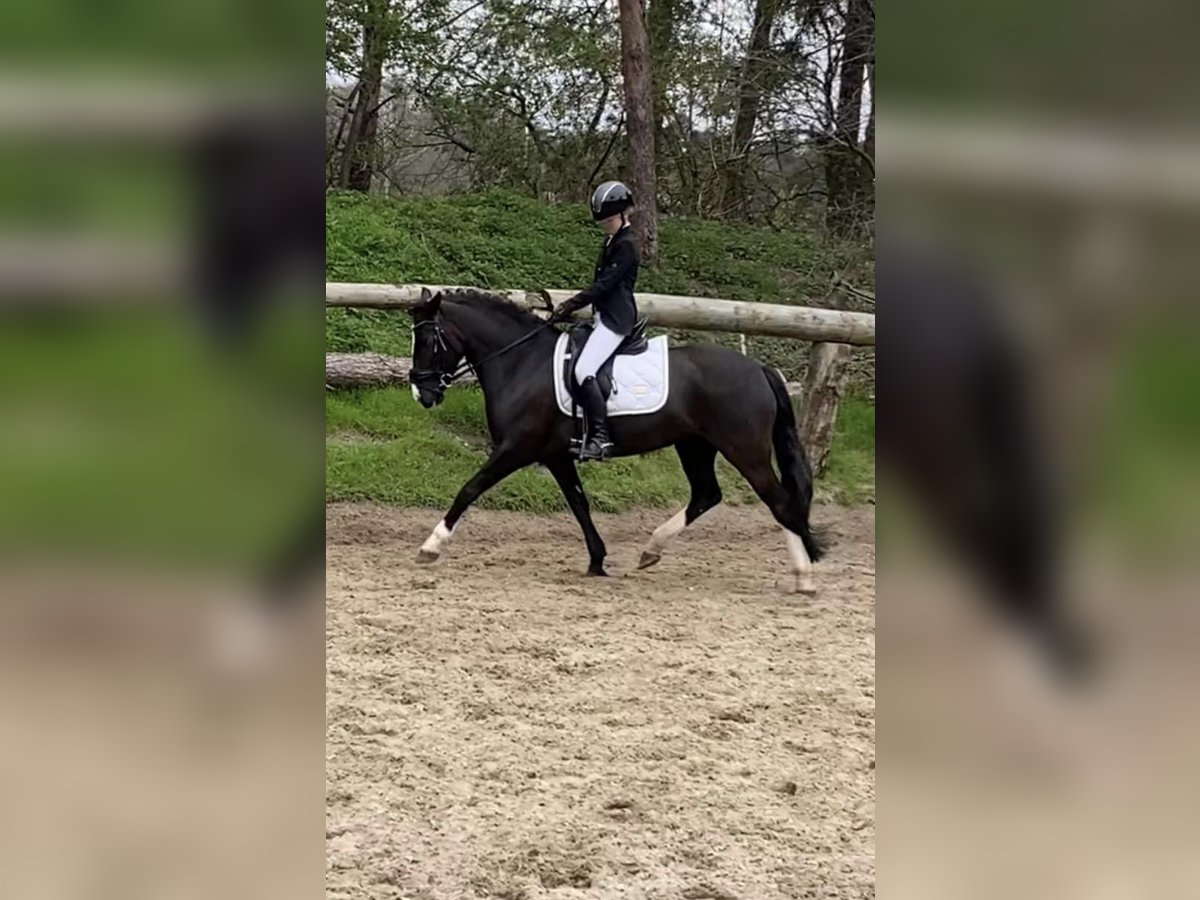 Sonstige Rassen Mix Stute 8 Jahre 143 cm Rappe in Bunschoten