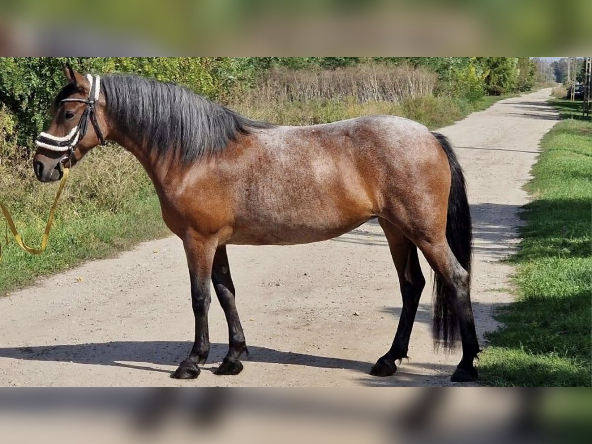 Sonstige Rassen Stute 8 Jahre 148 cm Roan-Bay in Obertrum am See
