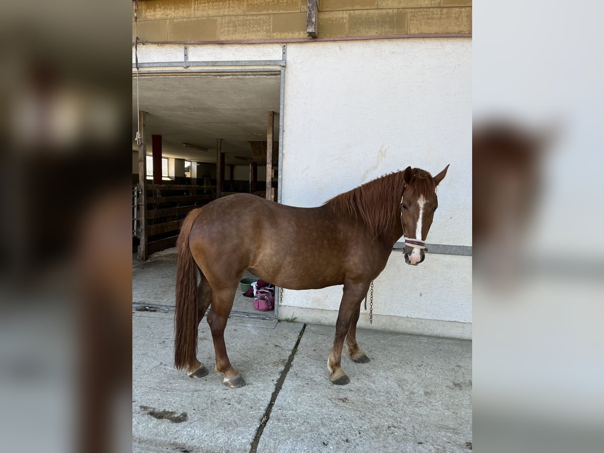 Sonstige Rassen Mix Stute 8 Jahre 150 cm Fuchs in Elixhausen
