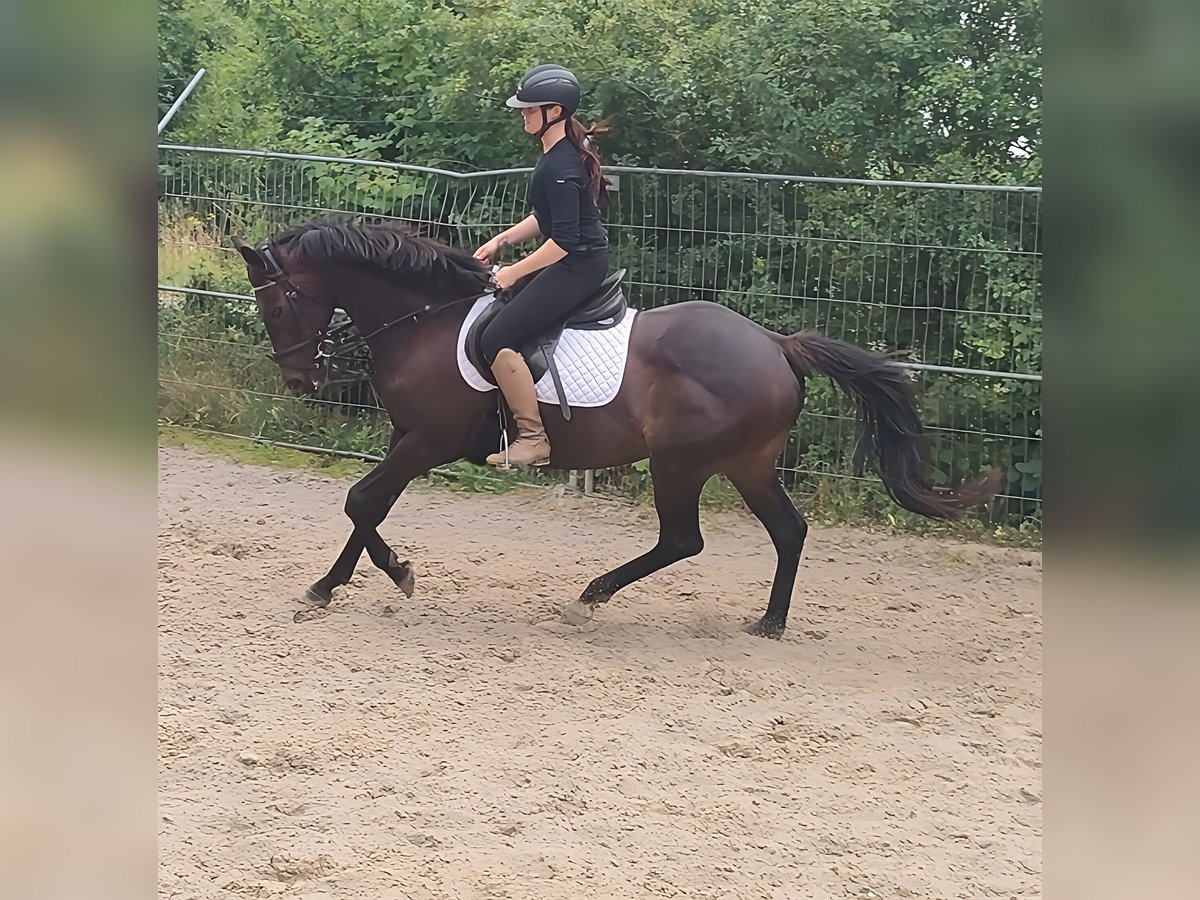 Sonstige Rassen Stute 8 Jahre 152 cm Brauner in Lage