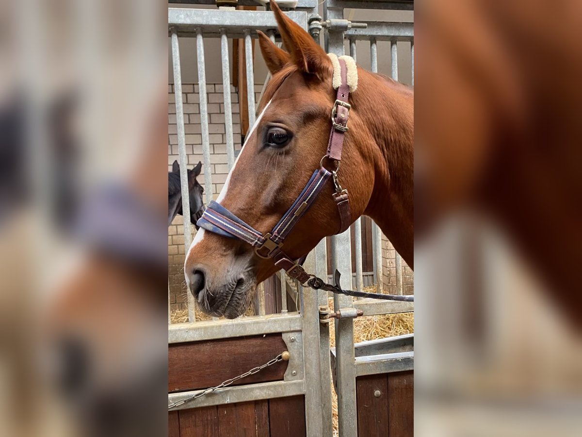 Sonstige Rassen Stute 8 Jahre 168 cm Fuchs in Aachen