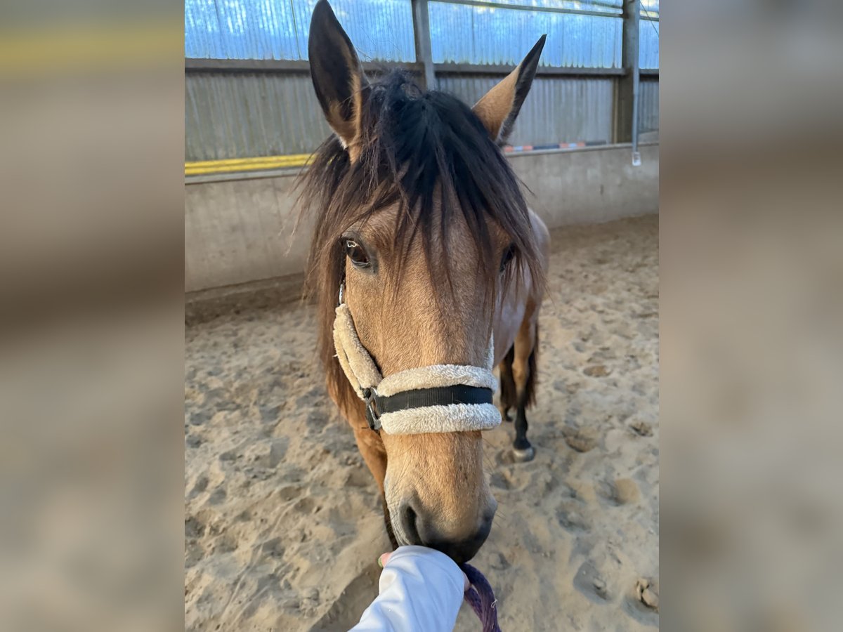 Sonstige Rassen Stute 9 Jahre 150 cm Falbe in Remscheid